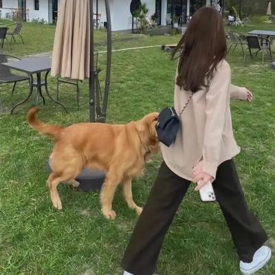 可爱的露易丝 在线观看封面